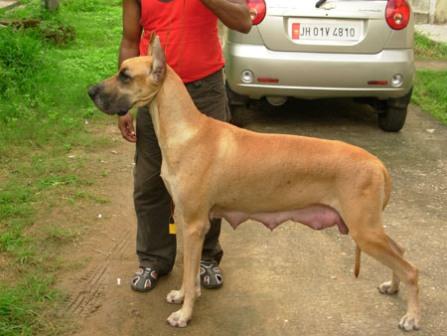 Our female Great Dane Dog - VIDANE'S CAMEO APPEARANCE (BITCH)